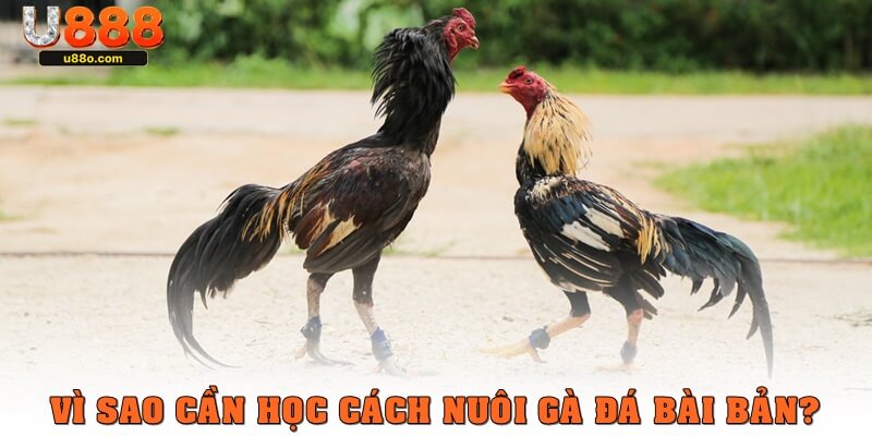 Vì sao cần học cách nuôi gà đá bài bản?